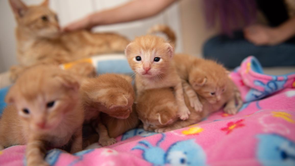 A hand reaching down to pet the mama cat with the kittens in the foreground