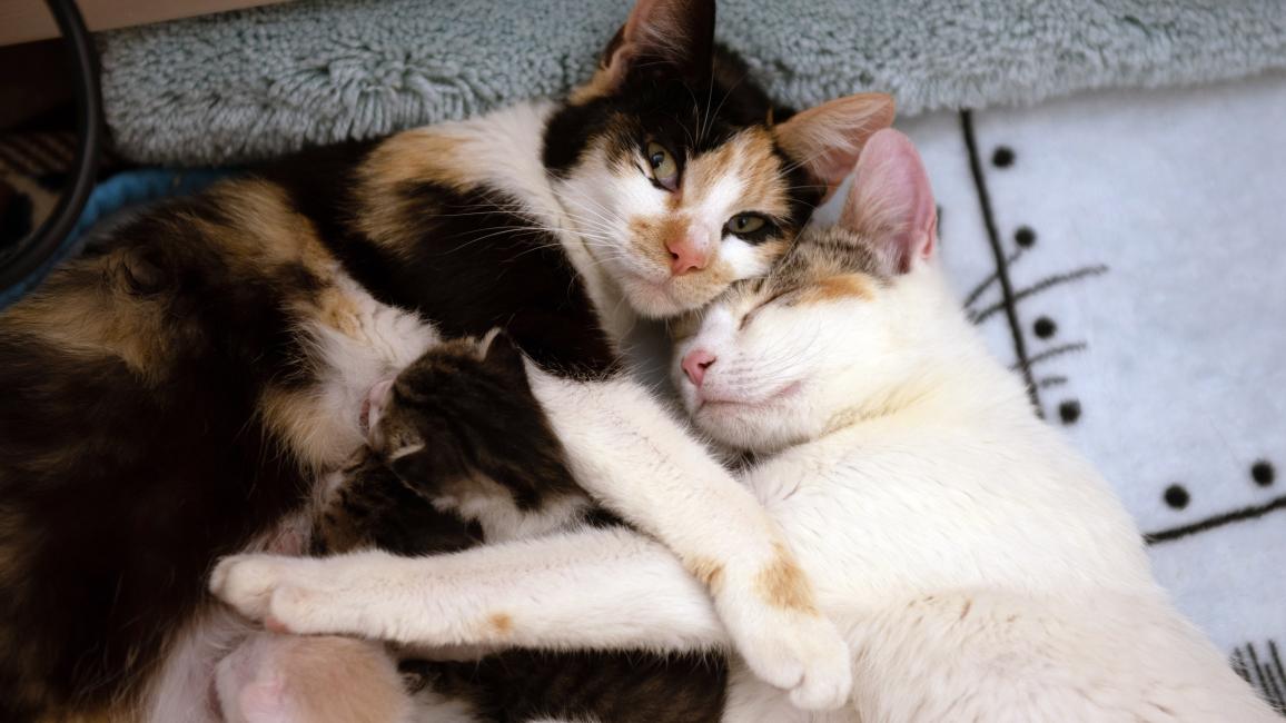Meri and Janelle the mama cats snuggling while kittens nurse