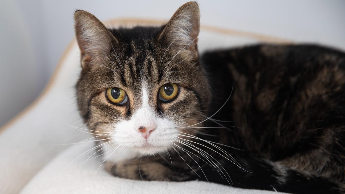 Mr. Truffles the cat lying on a cushion