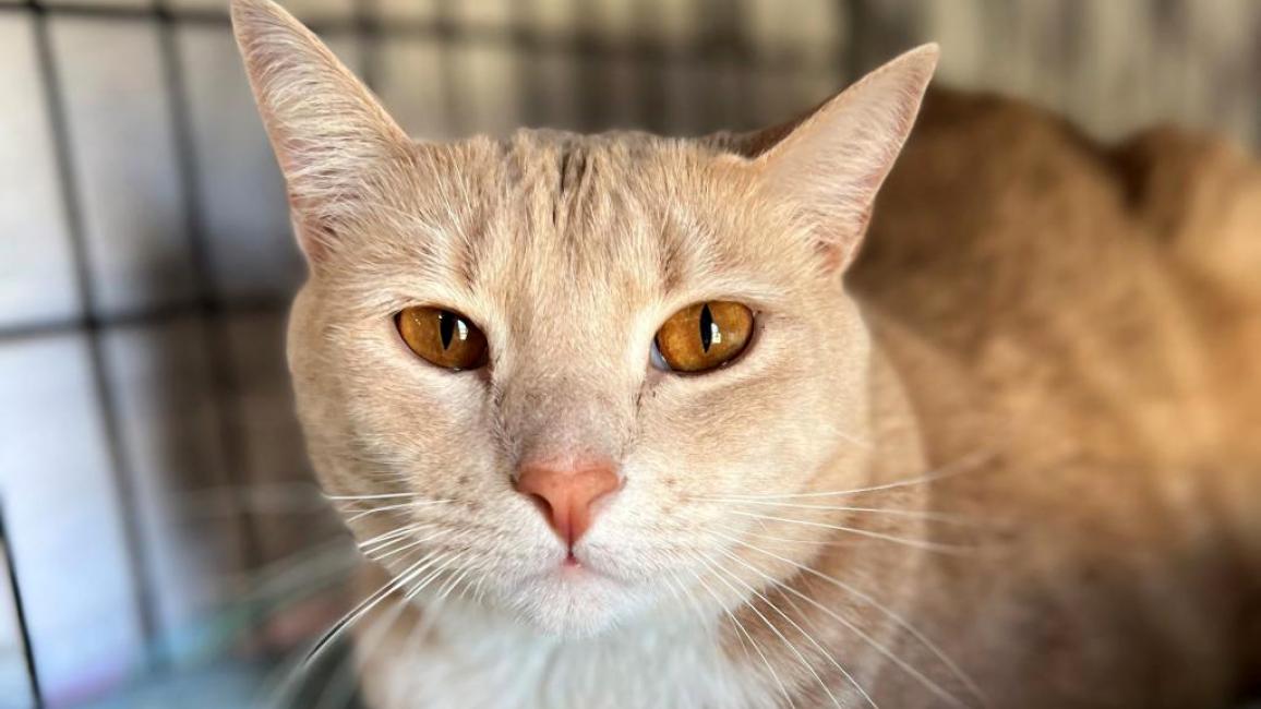 Oliver the cat in a wire kennel