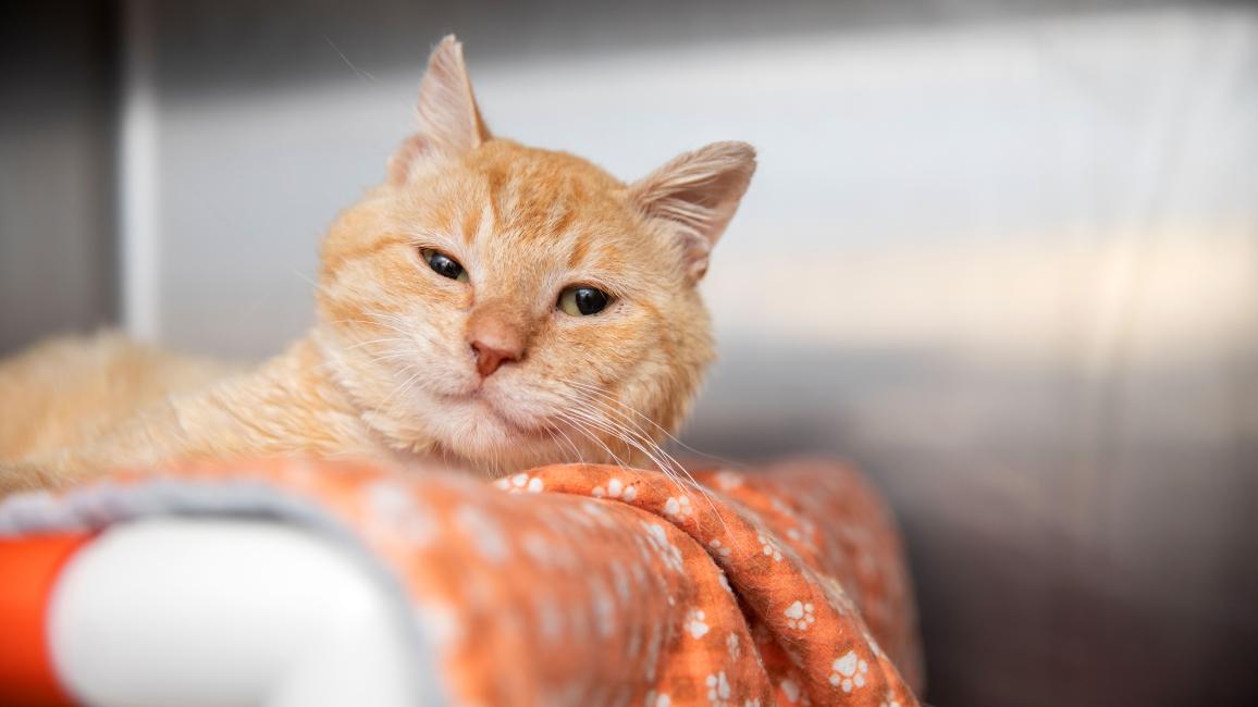 Otto the orange tabby cat lying on an orange blanket in a kennel