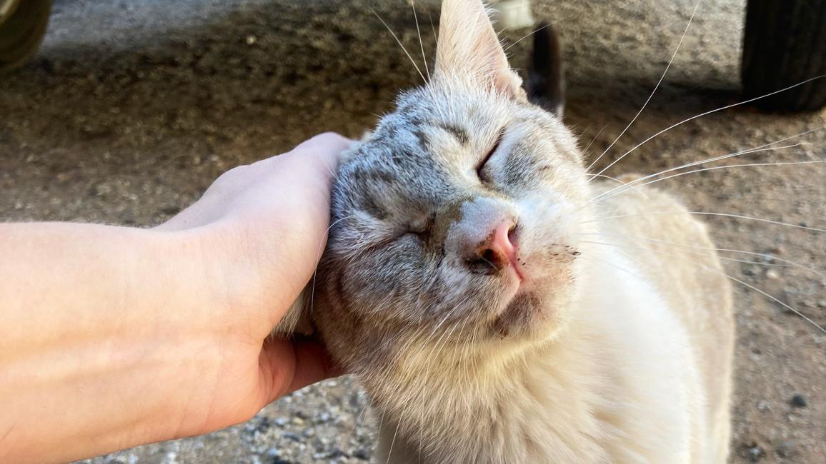 Mr. Business the cat getting scratching on his ear by a person and looking happy