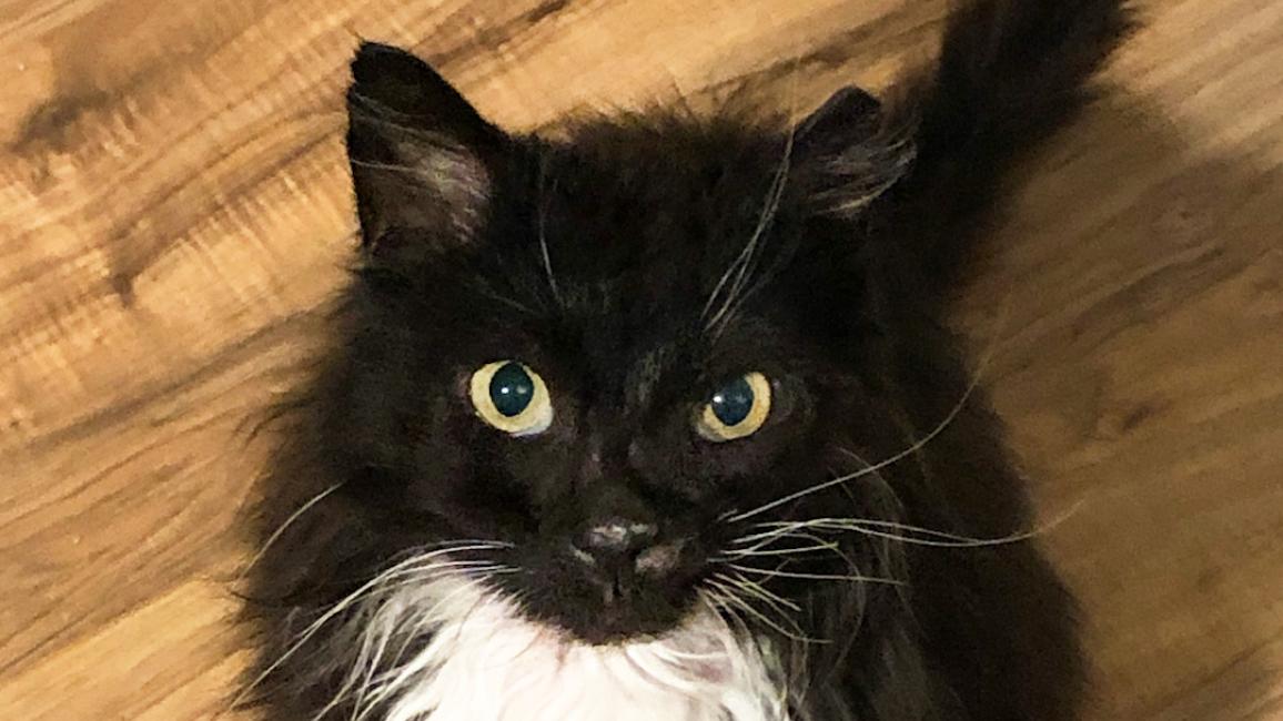Porcini hte black and white cat sitting on a wood floor
