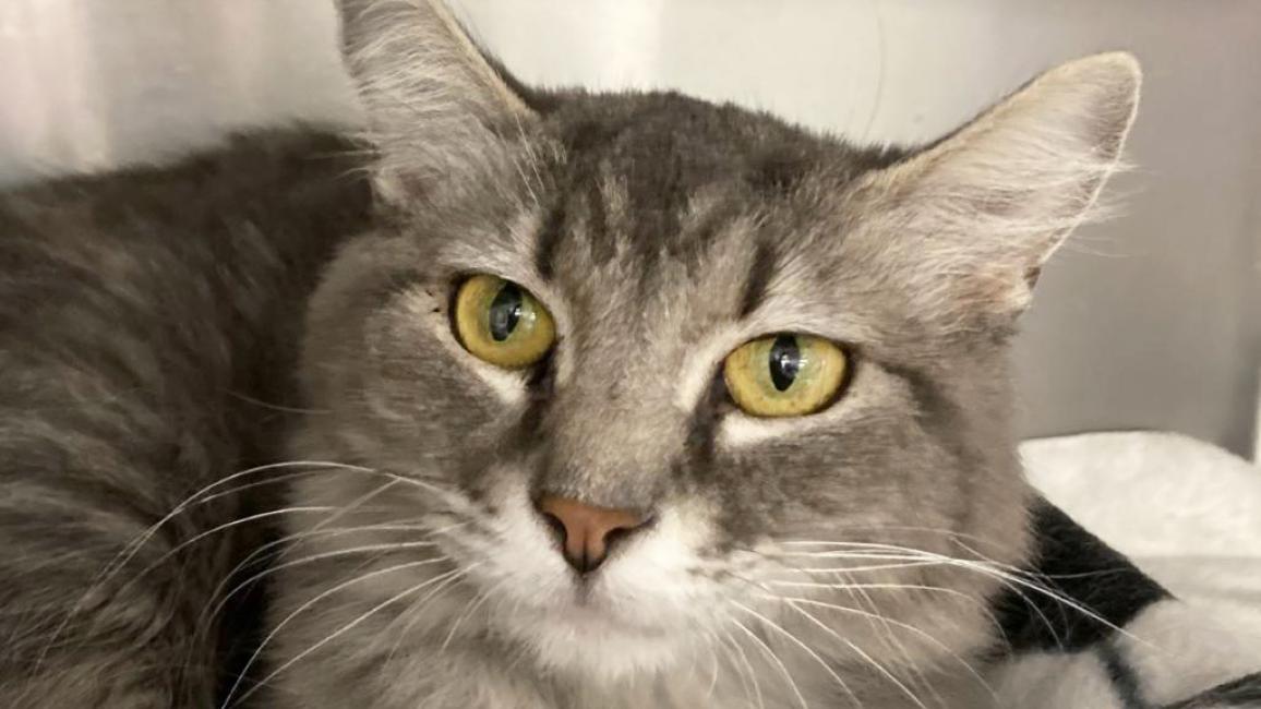Littles the cat lying in a kennel