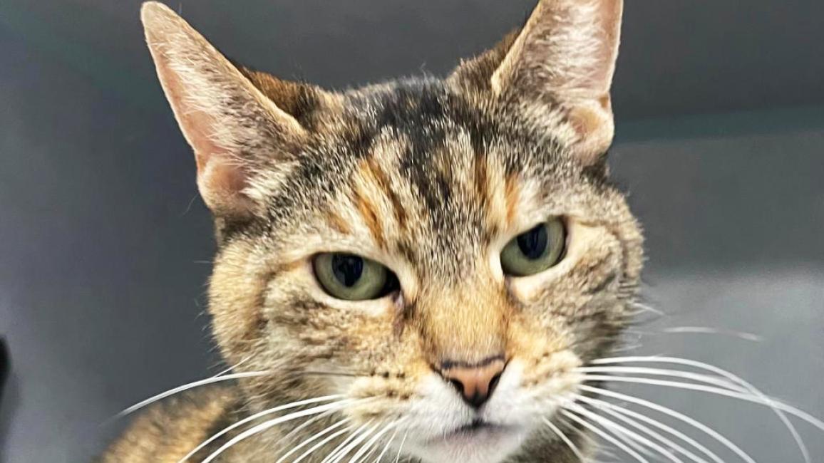 The torbi cat looking at the camera