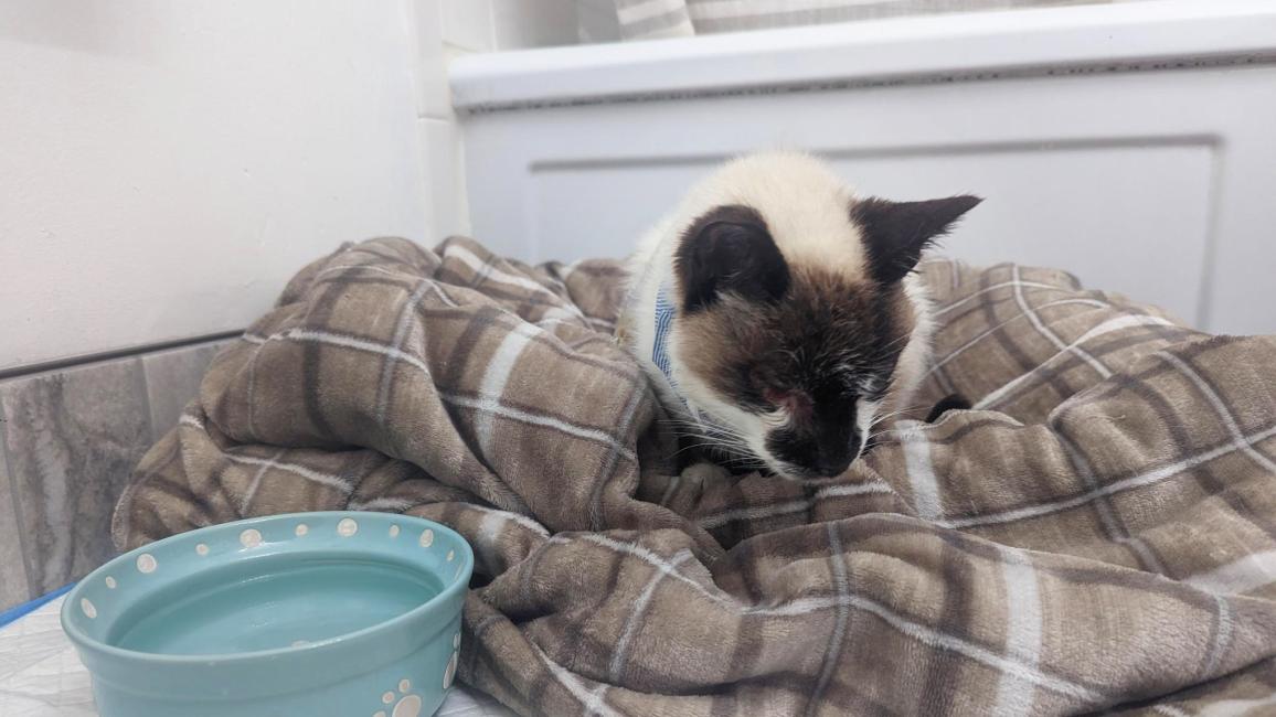 Spartacus the cat lying on a plaid blanket next to a blue bowl
