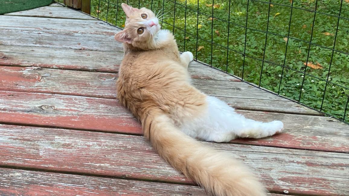 Tebow the cat lying outside in a catio