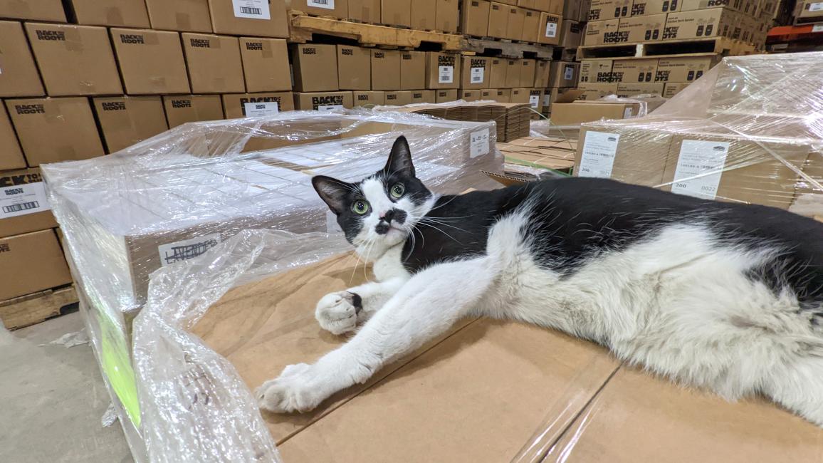 Krueger the cat lying on a box in the warehouse with stacks of boxes behind him