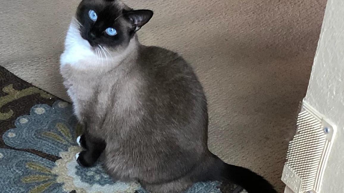Zoey Crooks the cat sitting on the corner of a carpet