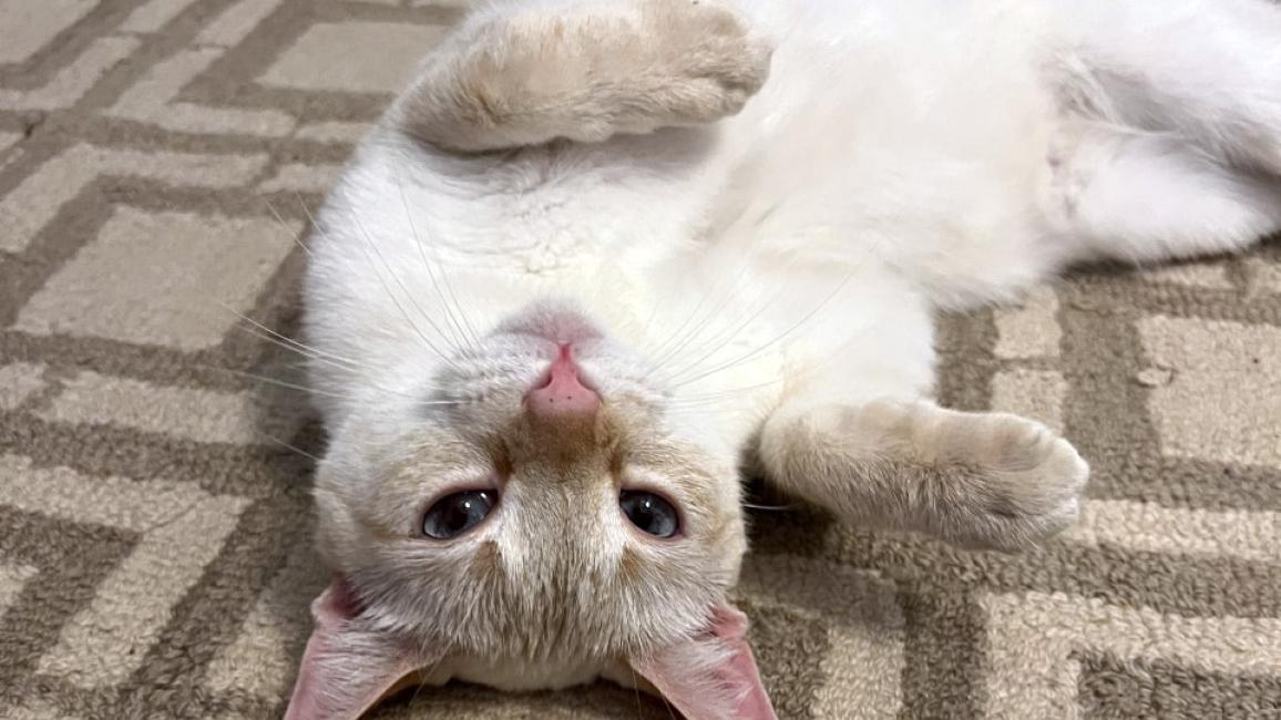 Phoenix the cat, lying upside down with paws up, on a carpet