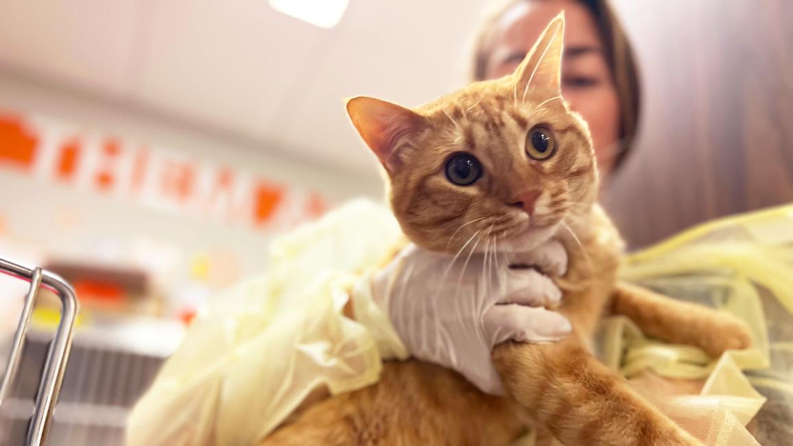 Person wearing gloves and a gown holding Tinkle the orange tabby cat