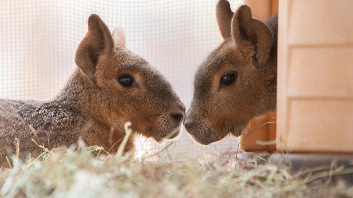Two cavies, nose-to-nose