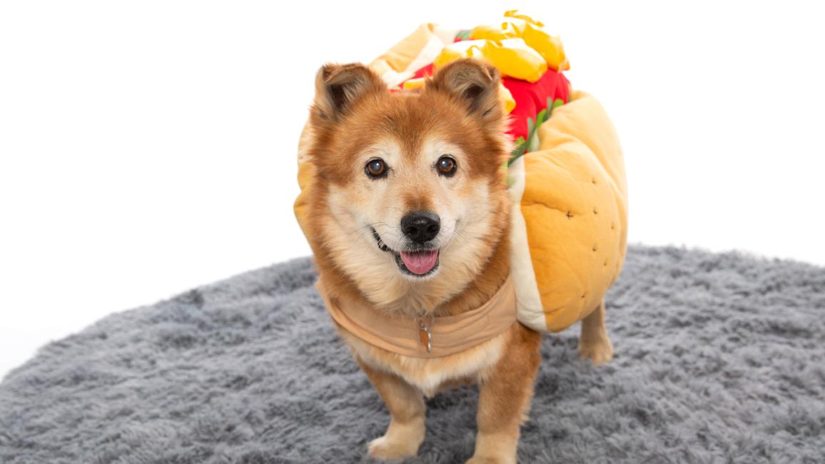 Small brown dog wearing a hot dog costume