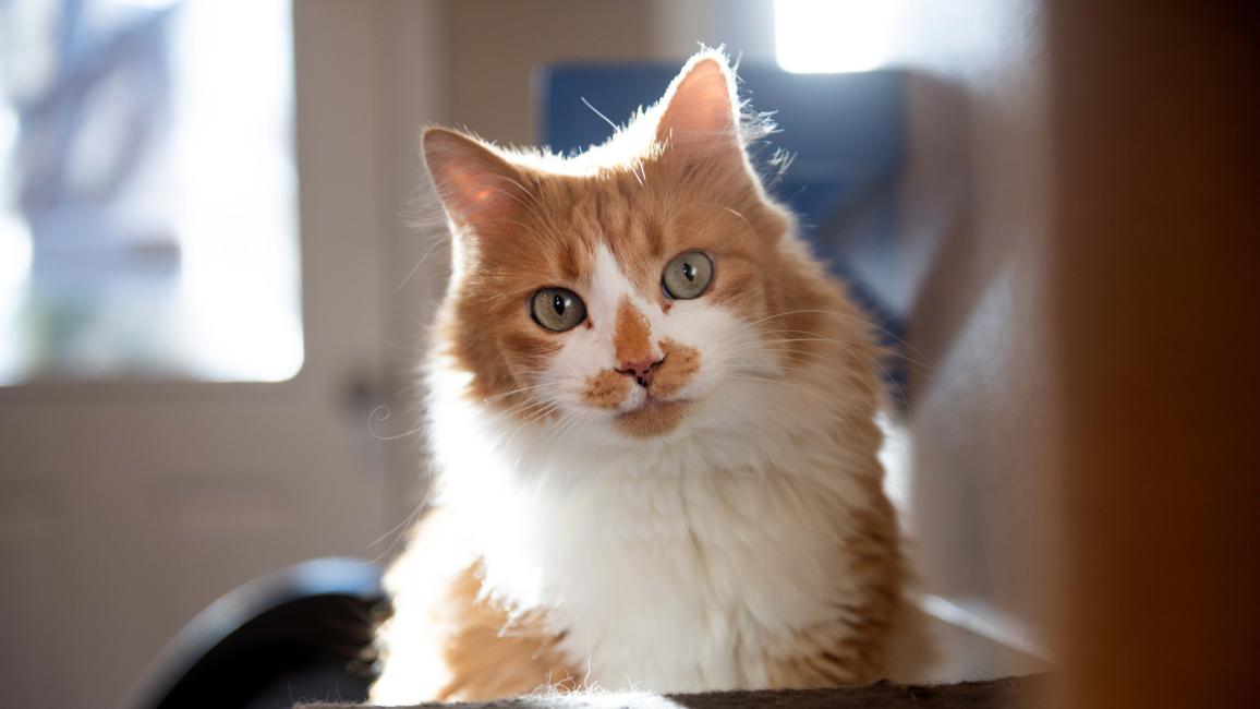 Chameleon the cat in a cat bed backlit by a sunbeam