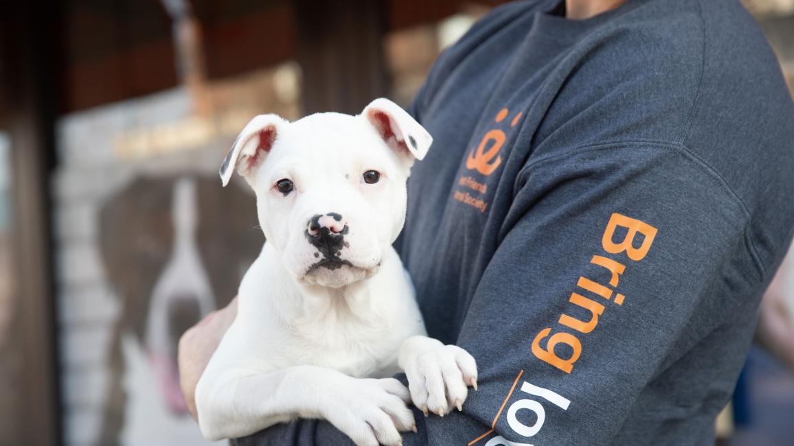 Person wearing a 'Bring love home' sweatshirt holding a white puppy