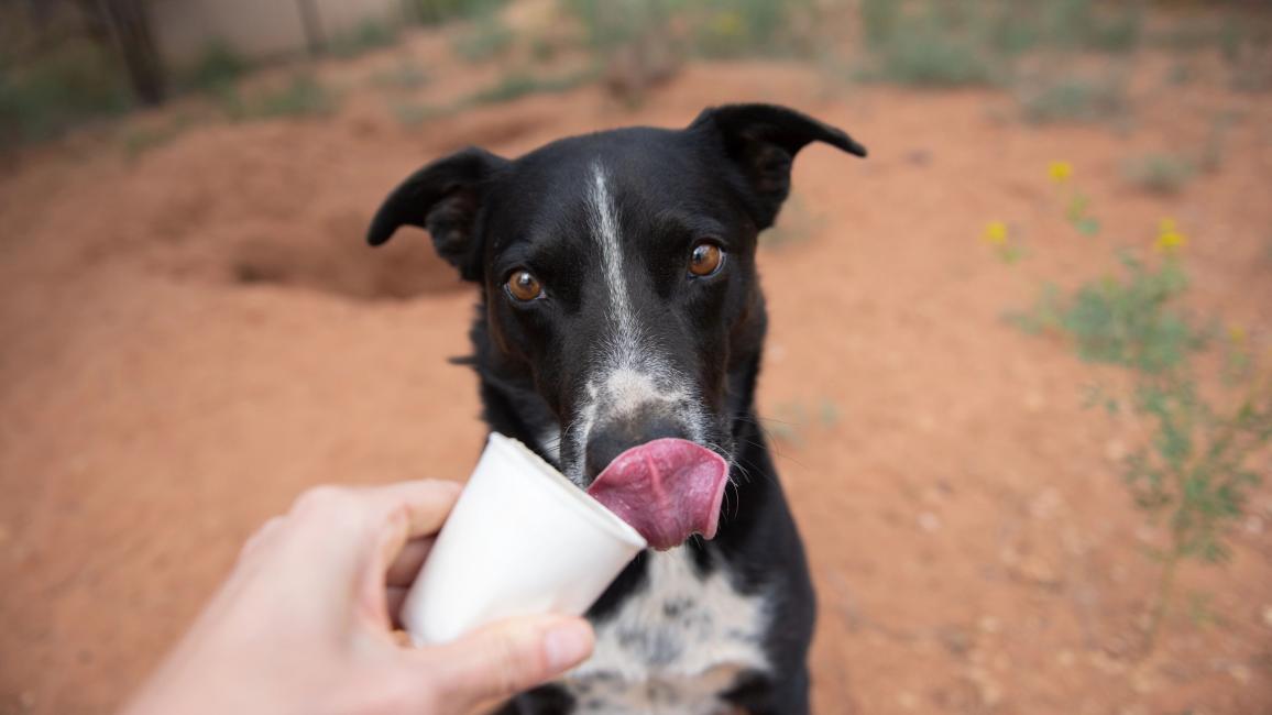 Black and white dog licking lips after tasting a Frosty Paws from a white cup being held by a person's hand