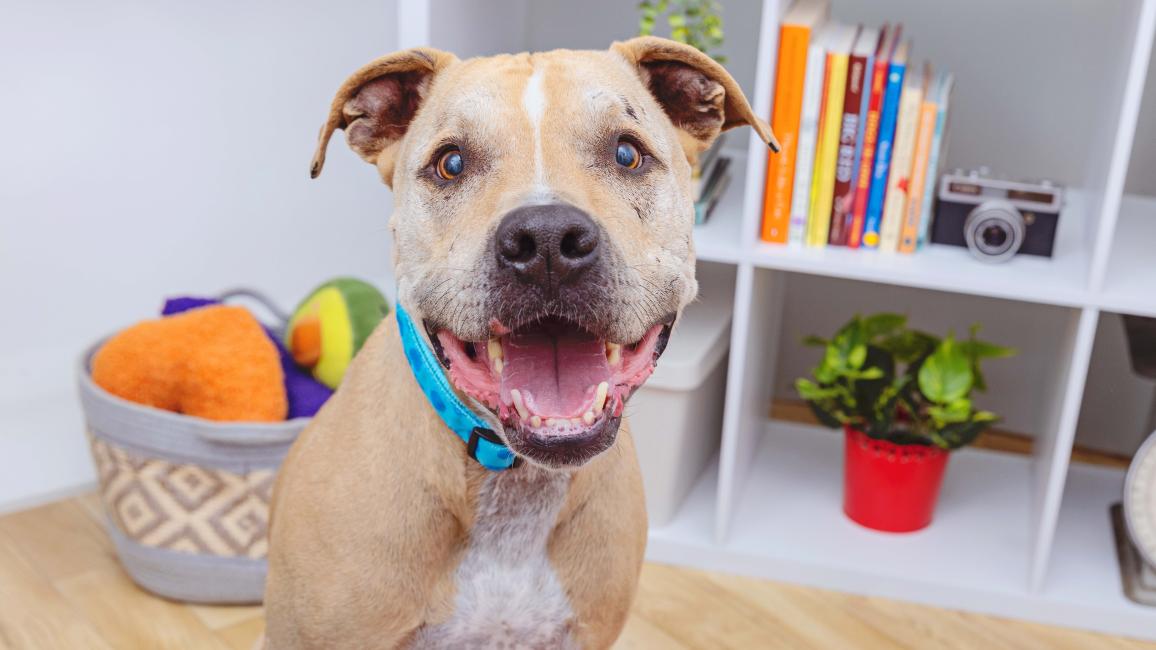 Smiling tan and white dog in a home setting