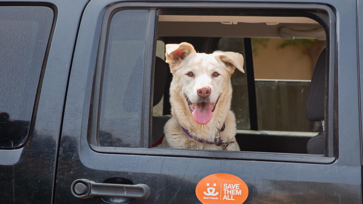 Happy, smiling dog with tongue out looking out the window of a vehicle with a Save Them All magnet below him