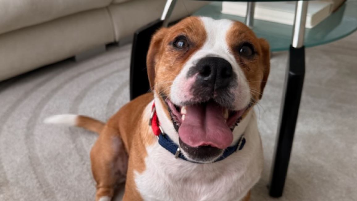 Cheecky the dog with mouth open smiling with tongue out sitting under a table in a room