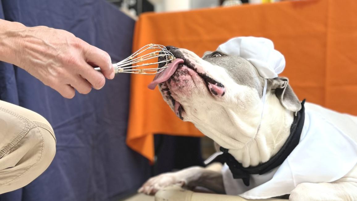 Dog licking a whisk