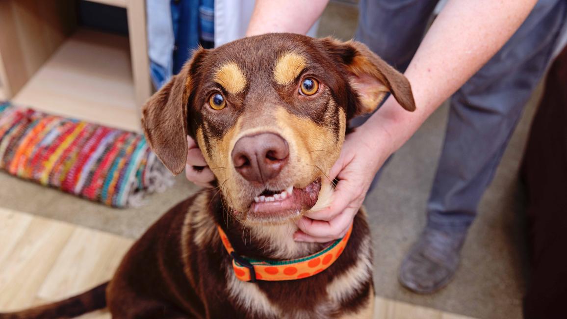 Person petting a brown and tan dog