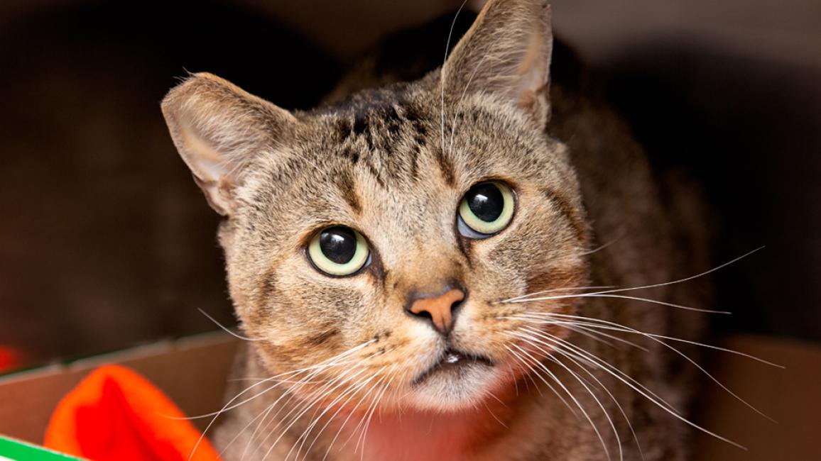 Tabby cat with tipped ear looking up and to the side