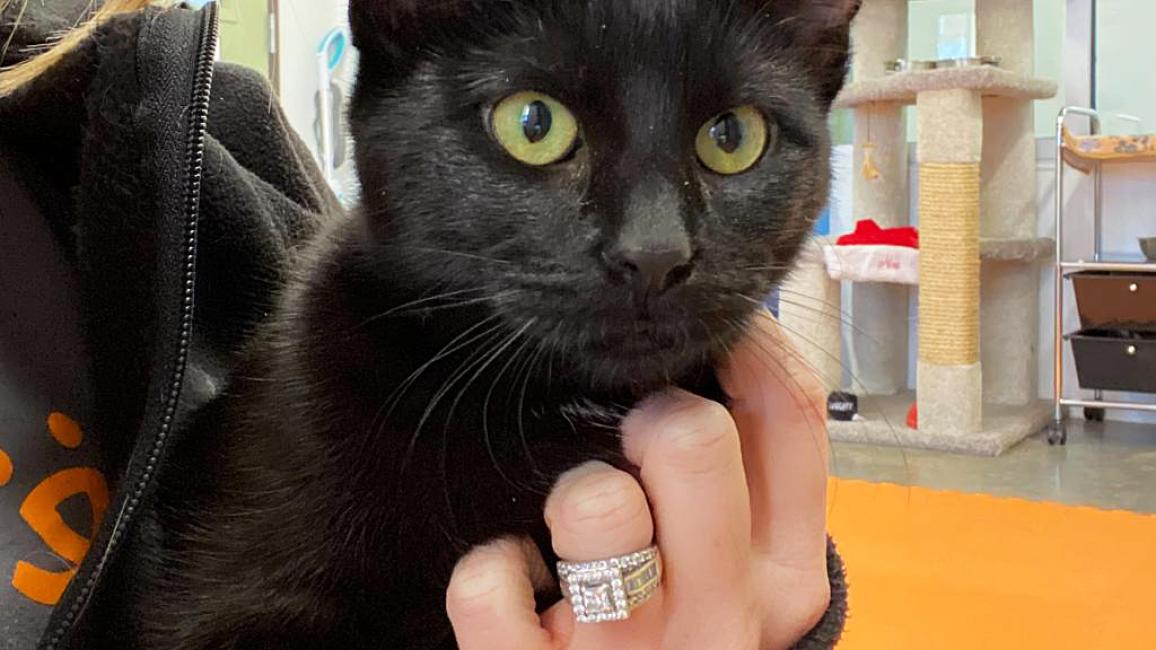 Person holding Chloe the black cat