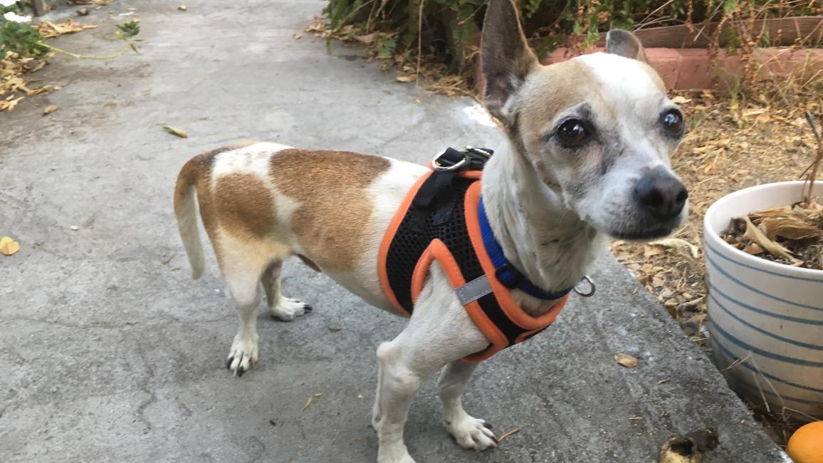 Special-needs dog who is in a foster home