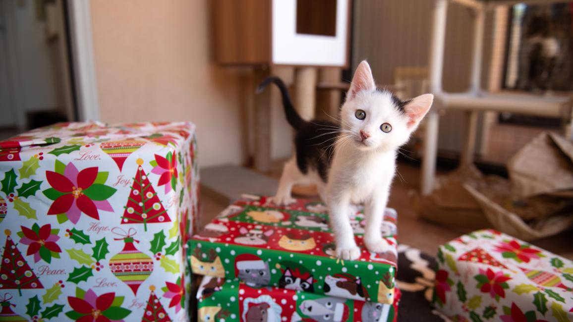 Kitten standing on wrapped Christmas presents