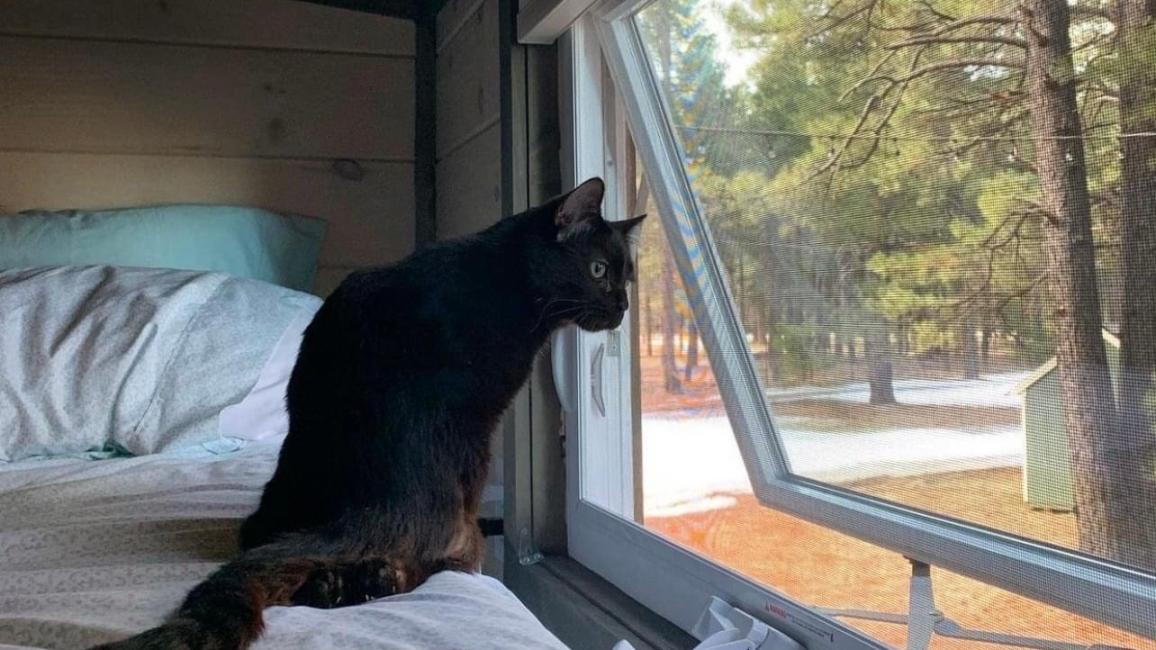 Clark the cat lying on a bed and looking out of a window