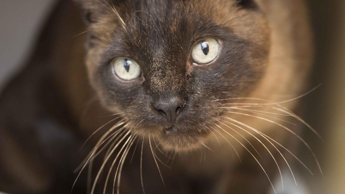 Selenium test image - create