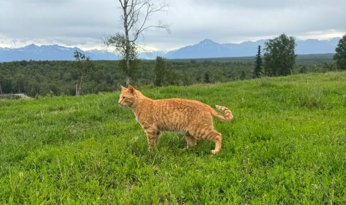 Milo the orange tabby cat outside on green grass