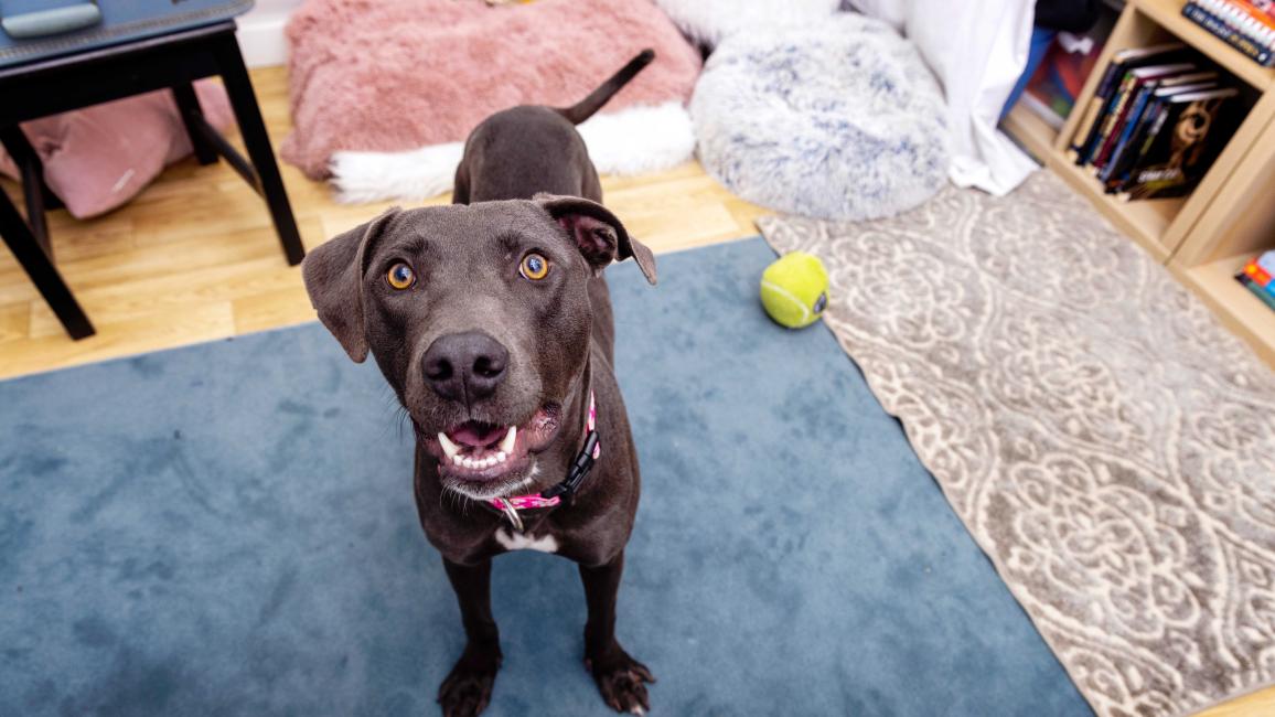 Black dog in a home environment