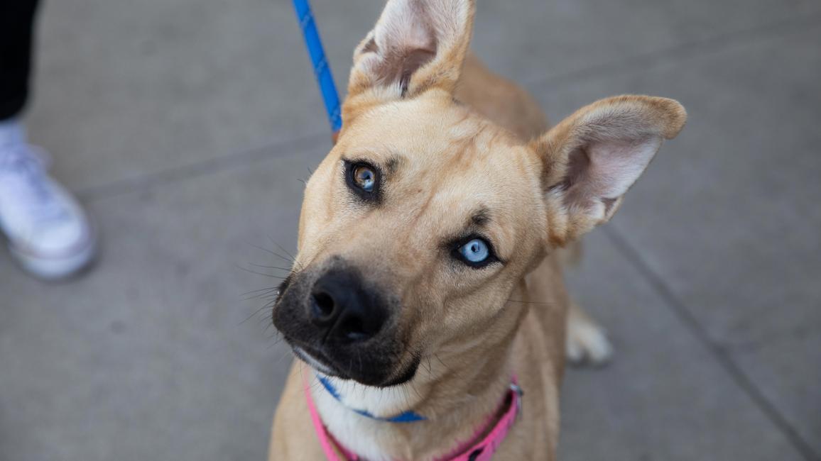 Light brown dog with upright ears and one brown and one blue eye