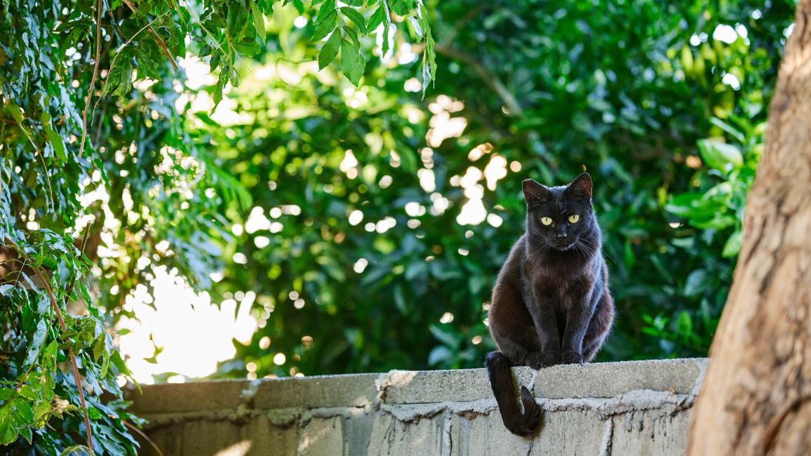 Black cat outside sitting on a fence