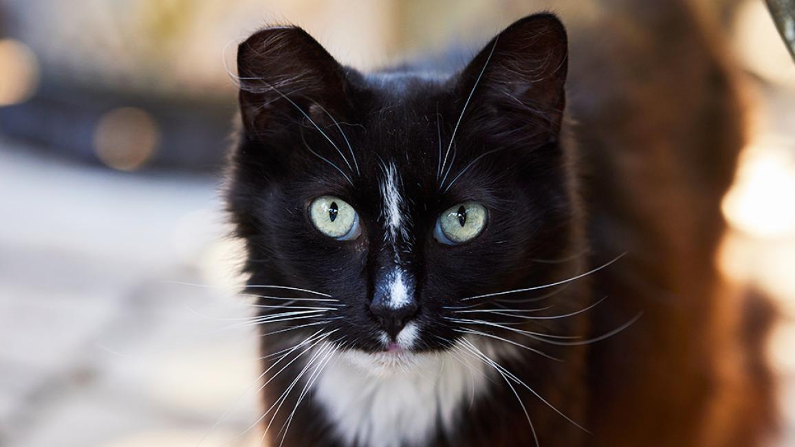 Black and white ear-tipped community cat