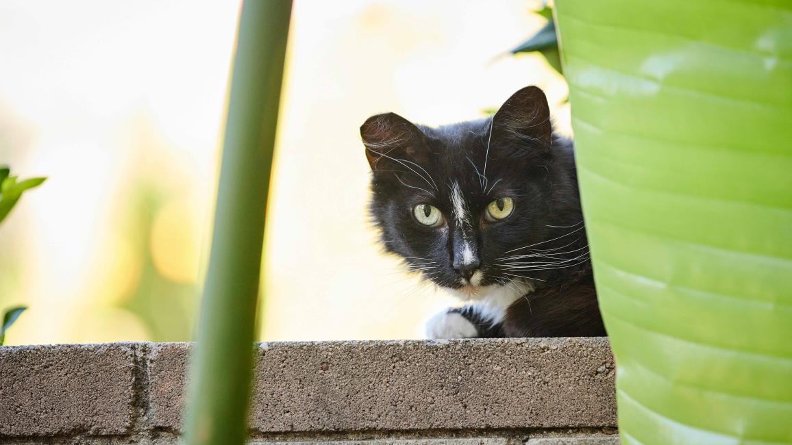 Ear-tipped black and white community cat