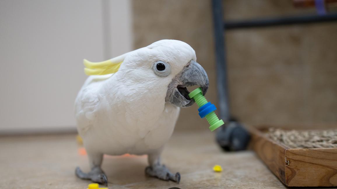 Spiderman the cockatoo holding a toy in his beak