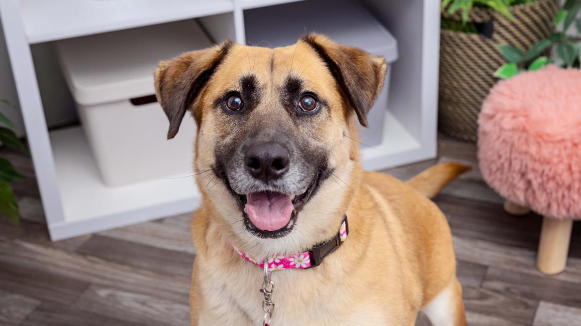 Smiling dog in a home setting