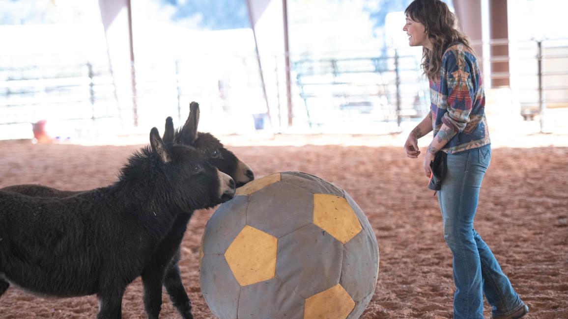 Annie and Coco the donkeys playing with a large ball with a person watching