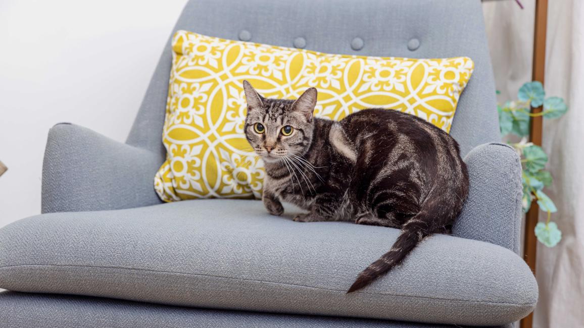 Coconut the tabby cat on a gray chair with a yellow and white print pillow