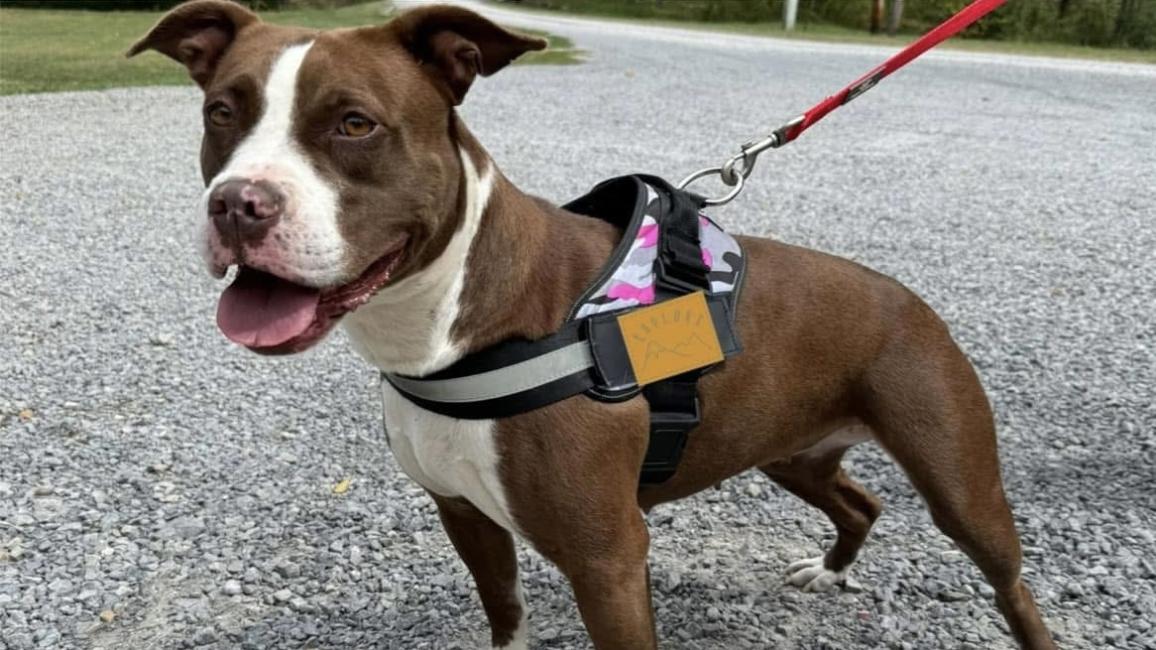 Coda the brown and white dog with tongue out, outside wearing a harness and leash