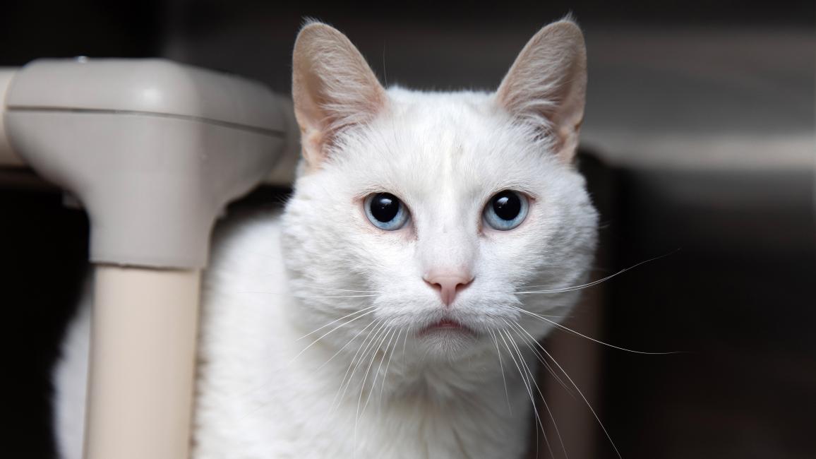 White, shorthair cat