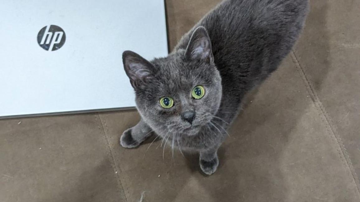 Concord the cat next to a HP laptop