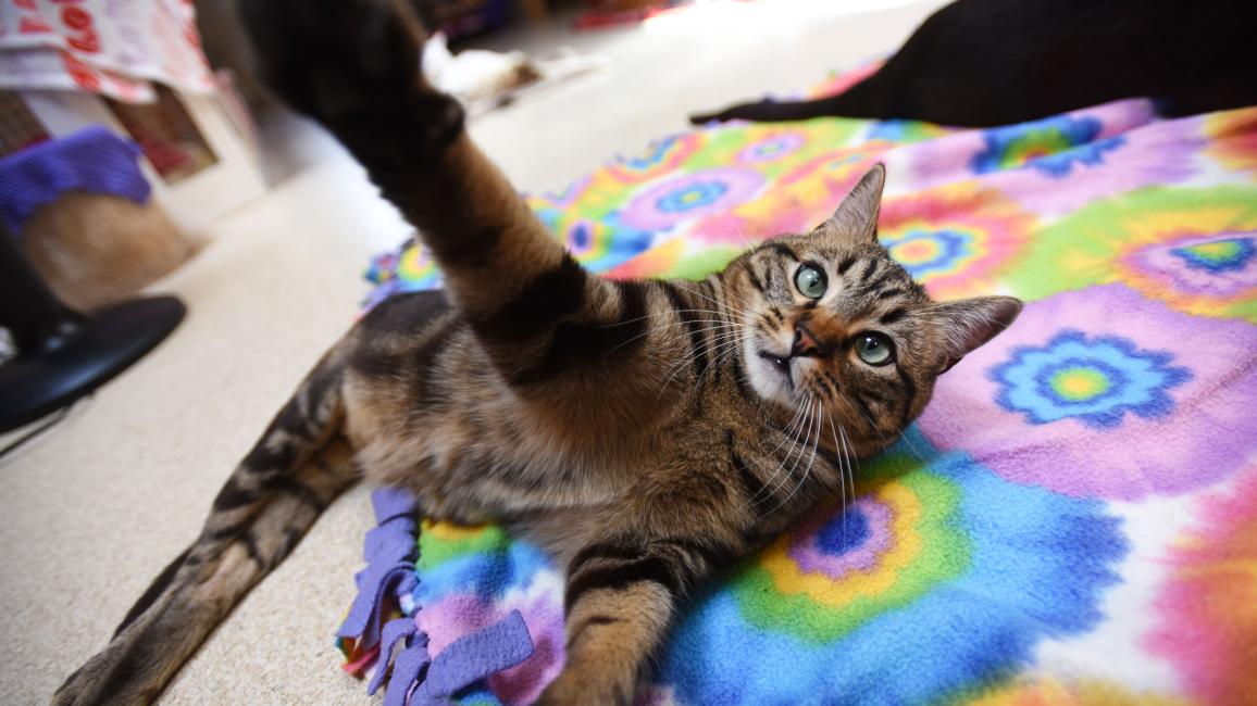 Cory the cat with one paw up, lying on a tie-dyed blanket