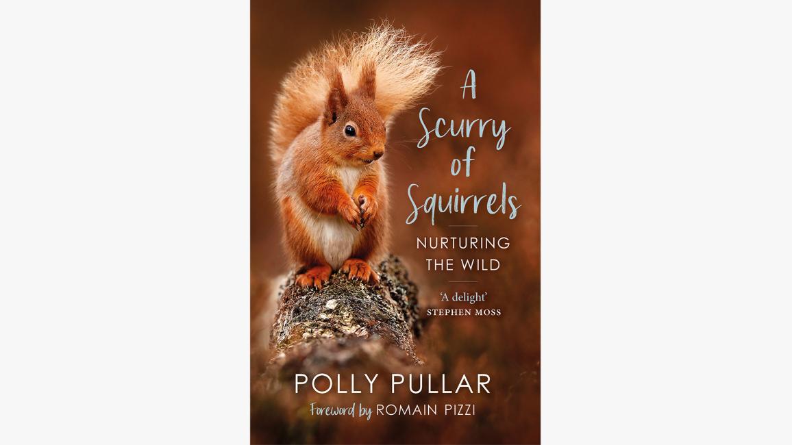 Cover of the book, 'A Scurry of Squirrels'