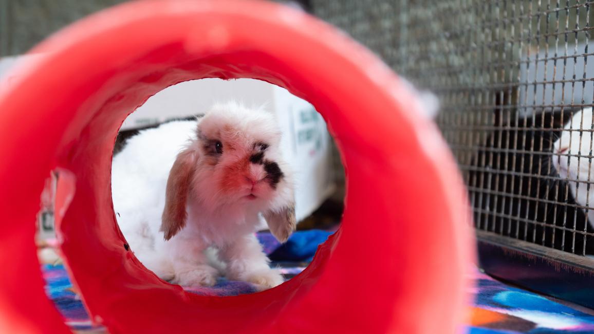 Cranberry the rabbit looking through a red tunnel toy