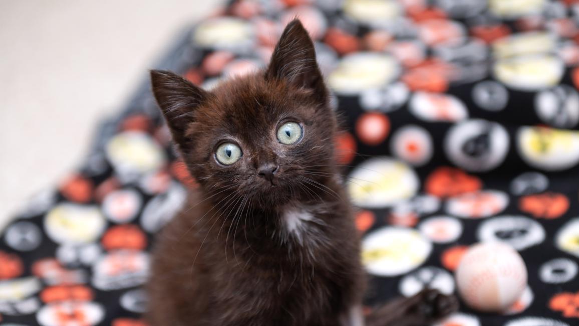 Cubby the black kitten with white spot on chest sitting on a multicolored blanket