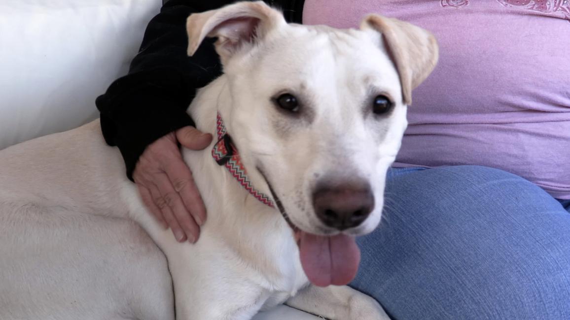 Daisy the dog, lying next to a person whose hand is hugging her