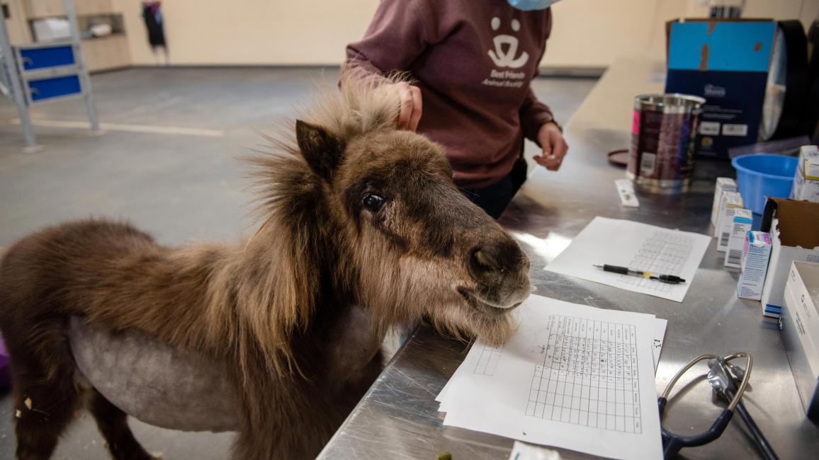 Person petting a miniature horse while she gets treatment